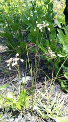 Callisia ornata