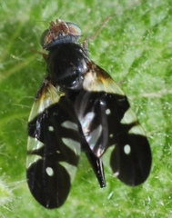 Aciura coryli