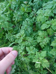 Geranium robertianum