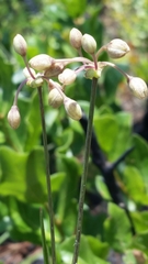 Callisia ornata