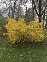 Forsythia
