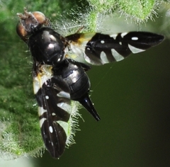 Aciura coryli