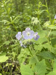 Hydrophyllum appendiculatum
