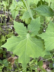 Hydrophyllum appendiculatum