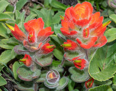 Castilleja mendocinensis
