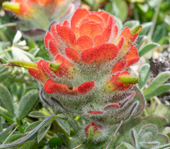 Castilleja mendocinensis