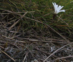 Celmisia laricifolia