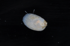 Crepidula depressa