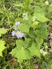 Hydrophyllum appendiculatum