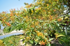 Byrsonima crassifolia