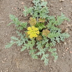 Musineon divaricatum