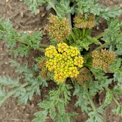 Musineon divaricatum