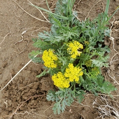 Musineon divaricatum