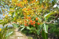 Byrsonima crassifolia