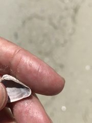 Anomalocardia cuneimeris