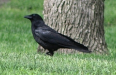 Corvus brachyrhynchos
