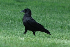 Corvus brachyrhynchos