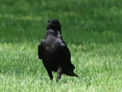 Corvus brachyrhynchos