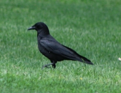 Corvus brachyrhynchos