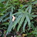 Rough Maidenhair Fern - Photo (c) Jacqui Geux, some rights reserved (CC BY), uploaded by Jacqui Geux