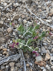 Rhinotropis subspinosa