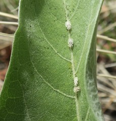 Corythucha immaculata