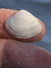 Polymesoda floridana