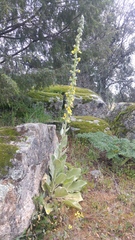 Verbascum rotundifolium