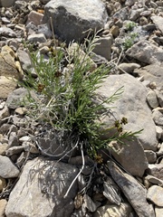 Lomatium graveolens alpinum