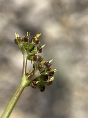 Lomatium graveolens alpinum