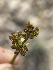 Lomatium graveolens alpinum