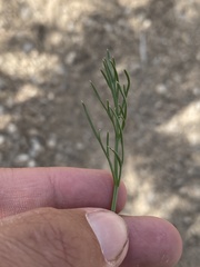 Lomatium graveolens alpinum