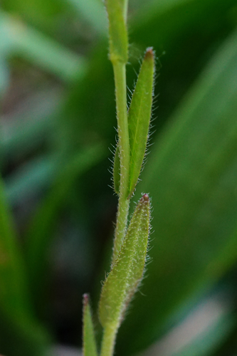littlepod false flax