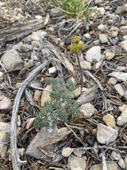 Lomatium foeniculaceum
