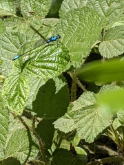 Zoniagrion exclamationis