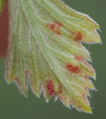 Neuroterus fugiens