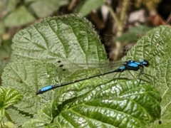 Zoniagrion exclamationis