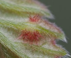 Neuroterus fugiens