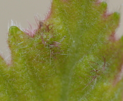Neuroterus fugiens