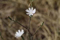 Lactuca inermis