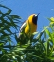 Icterus cucullatus