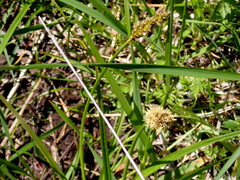 Carex densa