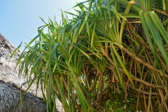 Pandanus tectorius