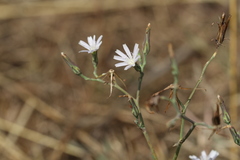 Lactuca inermis