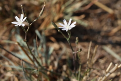 Lactuca inermis