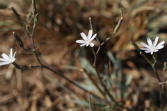 Lactuca inermis