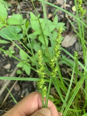 Carex laevivaginata