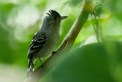 Thamnophilus ambiguus