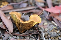 Austropaxillus muelleri