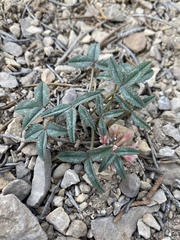 Trifolium gymnocarpon